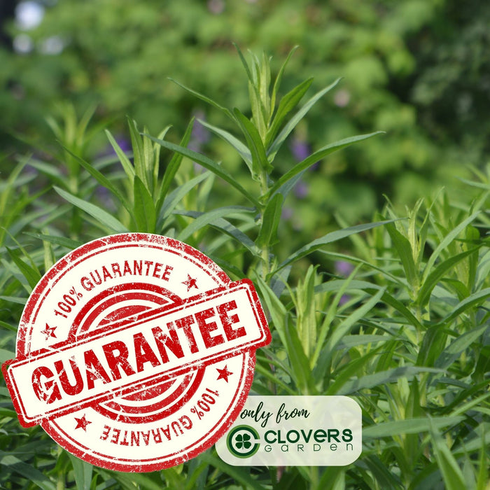 French Tarragon | Two Live Herb Plants | Non GMO, Propagated from Authentic French Plants