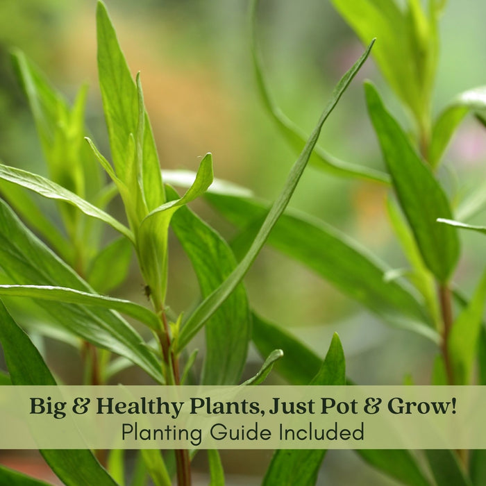 French Tarragon | Two Live Herb Plants | Non GMO, Propagated from Authentic French Plants