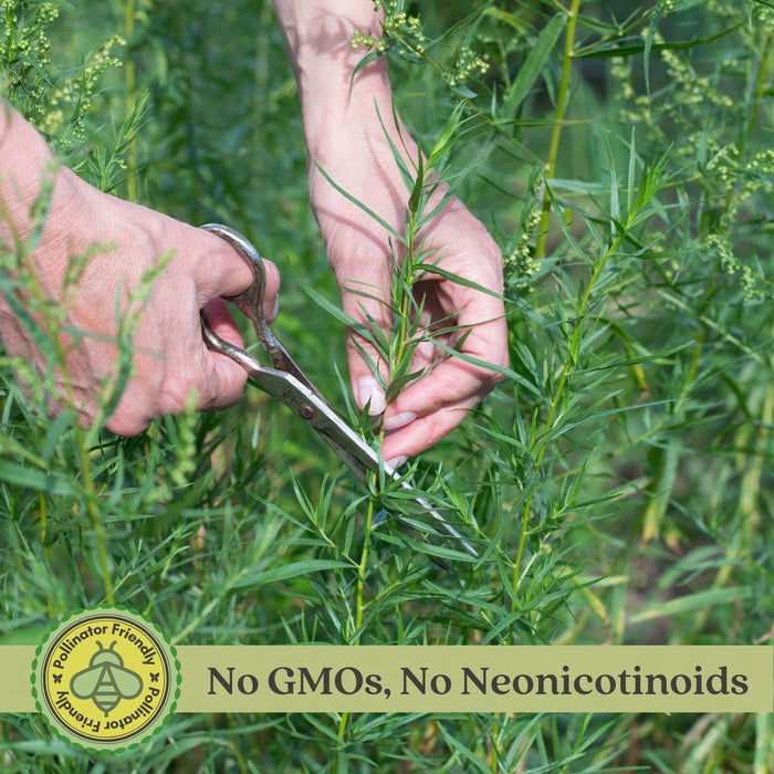 French Tarragon | Two Live Herb Plants | Non GMO, Propagated from Authentic French Plants