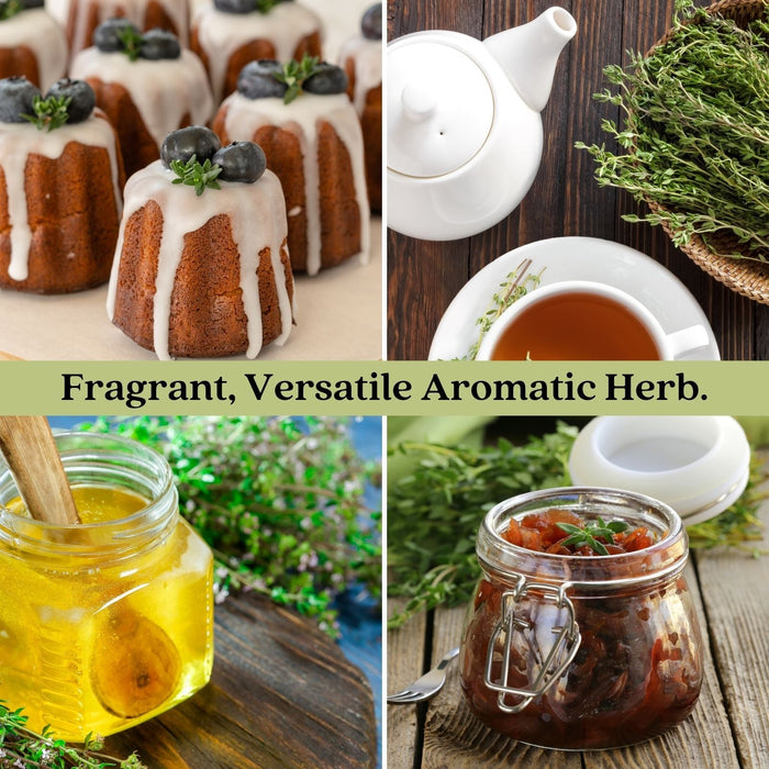 French Thyme | Two Live Herb Plants | Non-GMO, Fragrant, Low-Growth Herb
