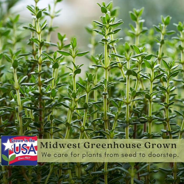 Creeping Lemon Thyme | Two Live Herb Plants | Non-GMO, Mosquito Repellent, Edible