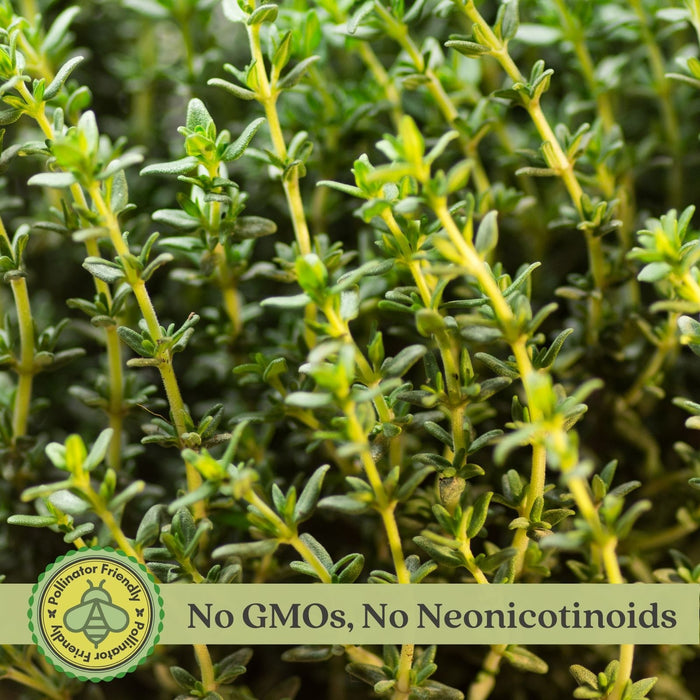 Creeping Lemon Thyme | Two Live Herb Plants | Non-GMO, Mosquito Repellent, Edible
