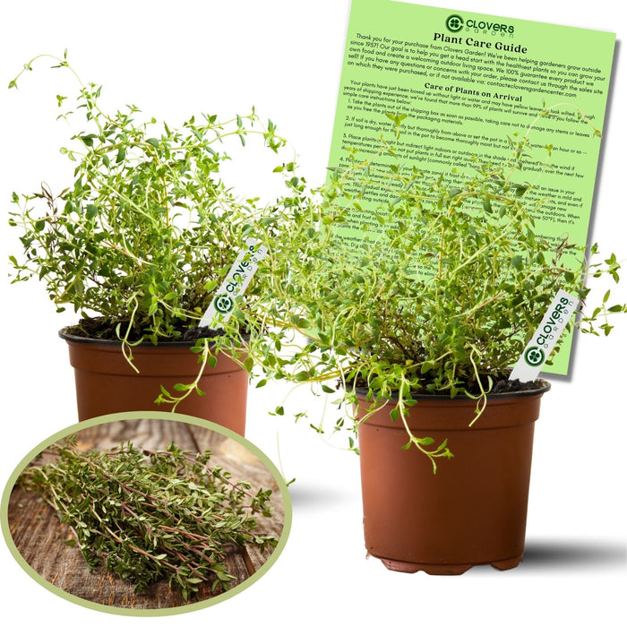 French Thyme | Two Live Herb Plants | Non-GMO, Fragrant, Low-Growth Herb