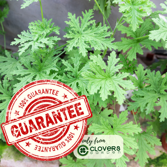 Citrosa Geranium Plant | Two Live Citronella Garden Plants | Non-GMO, Mosquito Repellent, Blooming, Edible