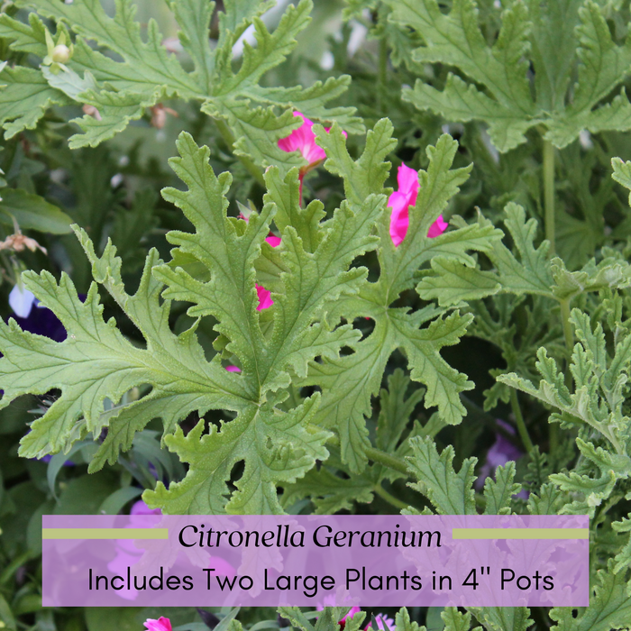 Citrosa Geranium Plant | Two Live Citronella Garden Plants | Non-GMO, Mosquito Repellent, Blooming, Edible