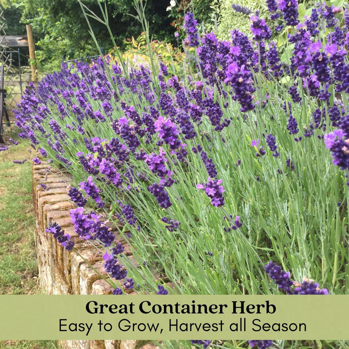 French Lavender | Two Live Herb Plants | Non-GMO, Everblooming, Mild Scent, Dries Well