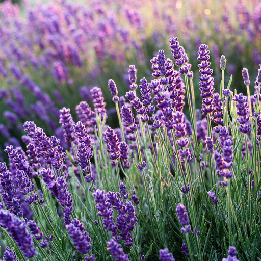 English Lavender (Lavandula) Hidcote Blue | Two Live Herb Plants | Non-GMO, Perennial in Zones 5 to 8, Mosquito Repellent Plant