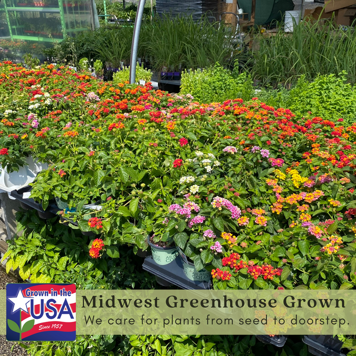 Lantana Camara Flowering | Two Live Plants | Non-GMO, Mosquito Repellent Plant, Thrives in Hot & Dry Areas