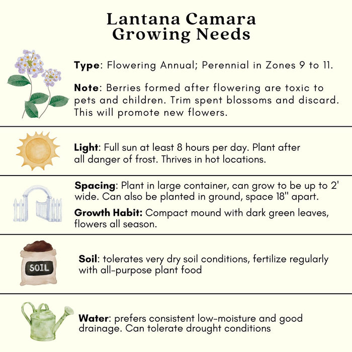 Lantana Camara Flowering | Two Live Plants | Non-GMO, Mosquito Repellent Plant, Thrives in Hot & Dry Areas