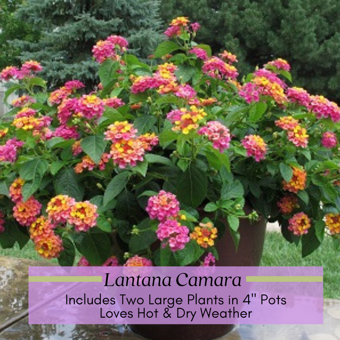 Lantana Camara Flowering | Two Live Plants | Non-GMO, Mosquito Repellent Plant, Thrives in Hot & Dry Areas