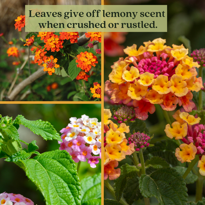 Lantana Camara Flowering | Two Live Plants | Non-GMO, Mosquito Repellent Plant, Thrives in Hot & Dry Areas