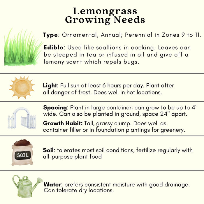 Lemongrass (Cymbopogon) | Two Live Herb Plants | Non-GMO, Mosquito Repellent, Edible, Medicinal Herb