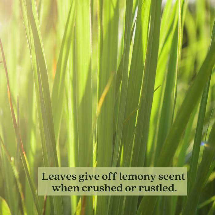 Lemongrass (Cymbopogon) | Two Live Herb Plants | Non-GMO, Mosquito Repellent, Edible, Medicinal Herb