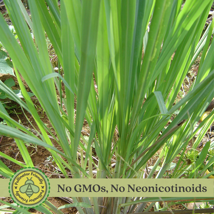 Lemongrass (Cymbopogon) | Two Live Herb Plants | Non-GMO, Mosquito Repellent, Edible, Medicinal Herb