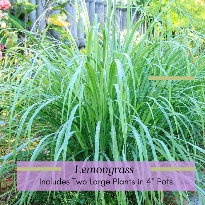 Lemongrass (Cymbopogon) | Two Live Herb Plants | Non-GMO, Mosquito Repellent, Edible, Medicinal Herb