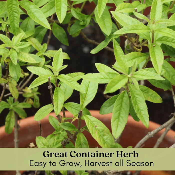 Lemon Verbena | Two Live Herb Plants | Non GMO, Bright, Lemony Herb, Great Grower