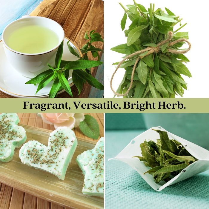 Lemon Verbena | Two Live Herb Plants | Non GMO, Bright, Lemony Herb, Great Grower