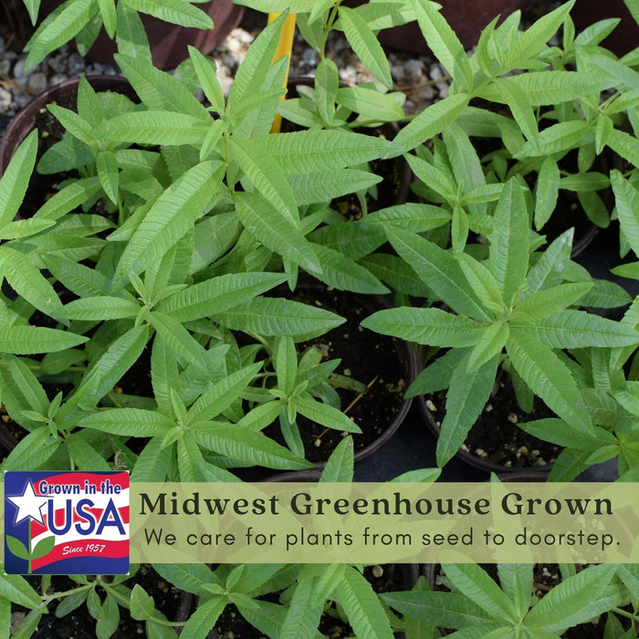 Lemon Verbena | Two Live Herb Plants | Non GMO, Bright, Lemony Herb, Great Grower