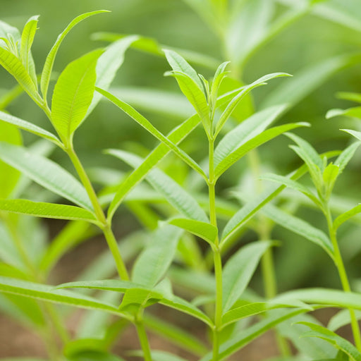 Lemon Verbena | Two Live Herb Plants | Non GMO, Bright, Lemony Herb, Great Grower