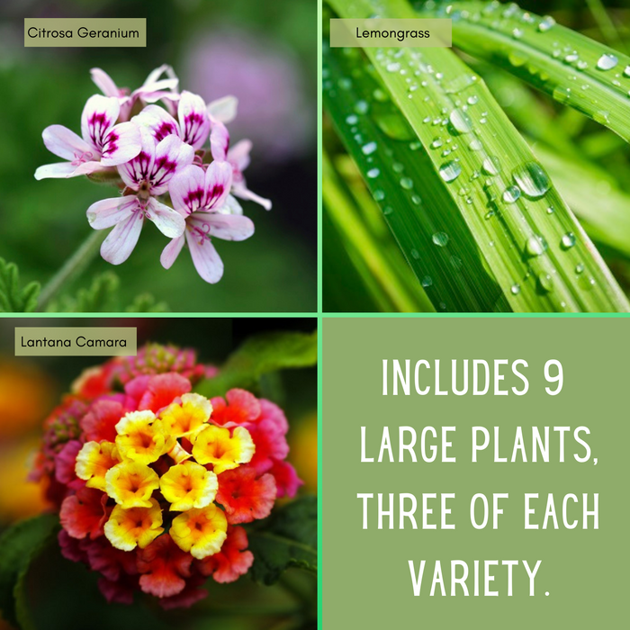 The Mosquito Trio | 9 Live Mosquito Repelling Plants | Geranium, Lemongrass, Lantana, Non-GMO