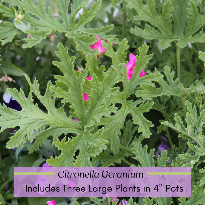 The Mosquito Trio | 9 Live Mosquito Repelling Plants | Geranium, Lemongrass, Lantana, Non-GMO