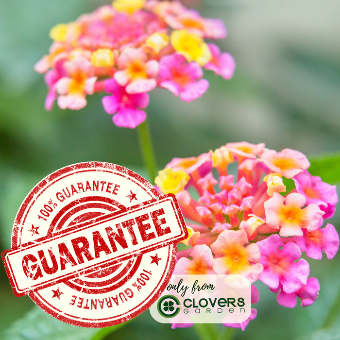 The Mosquito Trio | 9 Live Mosquito Repelling Plants | Geranium, Lemongrass, Lantana, Non-GMO