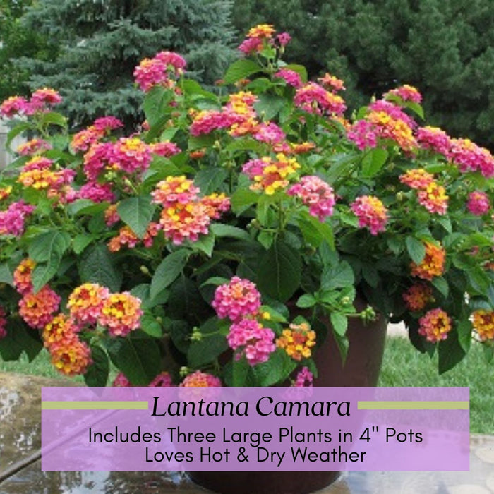 The Mosquito Trio | 9 Live Mosquito Repelling Plants | Geranium, Lemongrass, Lantana, Non-GMO