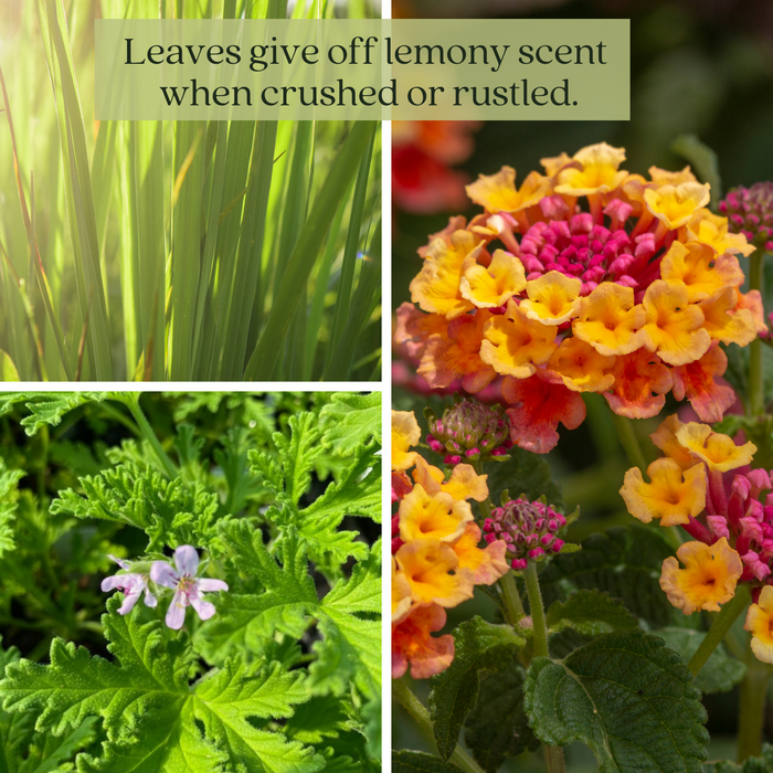 The Mosquito Trio | 9 Live Mosquito Repelling Plants | Geranium, Lemongrass, Lantana, Non-GMO