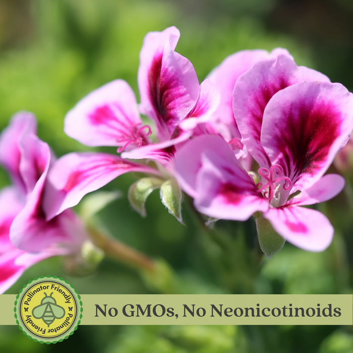 The Mosquito Trio | 9 Live Mosquito Repelling Plants | Geranium, Lemongrass, Lantana, Non-GMO
