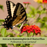 The Mosquito Trio | 9 Live Mosquito Repelling Plants | Geranium, Lemongrass, Lantana, Non-GMO