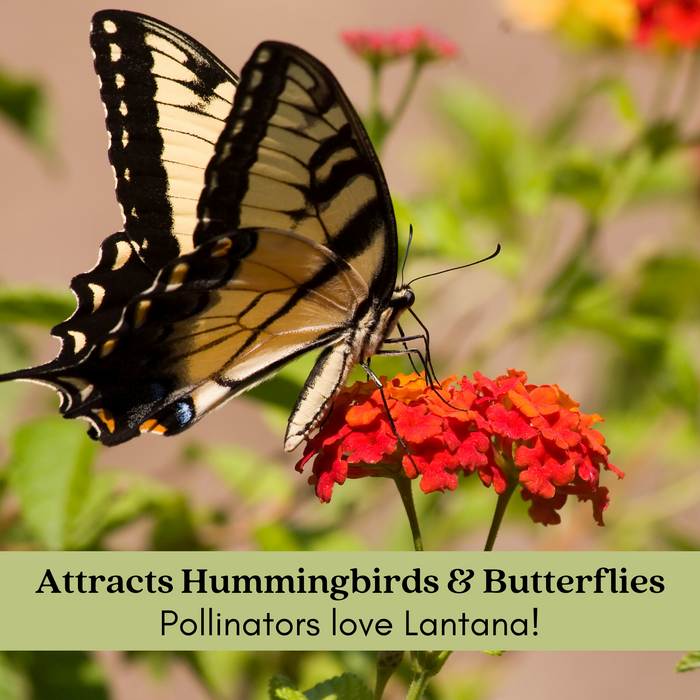 The Mosquito Trio | 9 Live Mosquito Repelling Plants | Geranium, Lemongrass, Lantana, Non-GMO