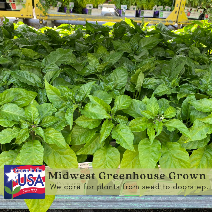 Serrano Hot Pepper Plants | Two Live Plants | Non-GMO, 20K SHU, Small Fruits