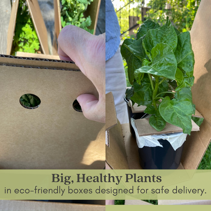 Better Bell Pepper | Two Live Garden Plants | Non-GMO, Sweet, Ripens Green to Red