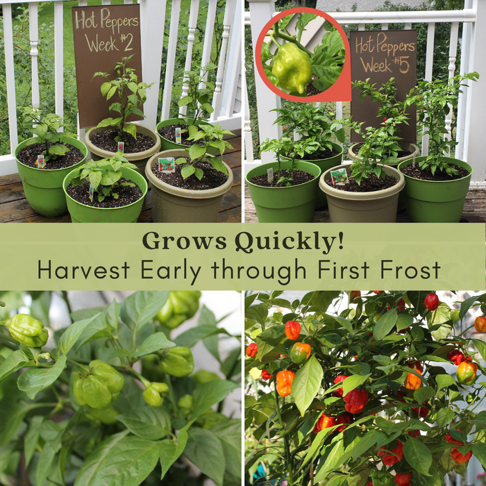 Caribbean Habanero Pepper | Two Live Garden Plants | Non-GMO, 2x Hotter than Ordinary Habaneros 300K SHU!