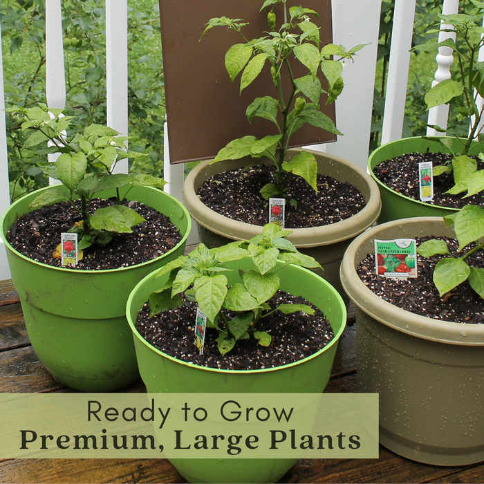 Whopper Pepper | Two Live Garden Plants | Non-GMO, Sweet, XL Fruit