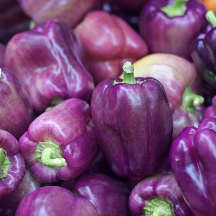 Lilac Bell Pepper | Two Live Pepper Plants | Non GMO, Sweet Pepper, Early Producer