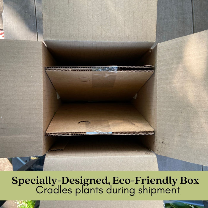 Peppermint Mint | Two Live Herb Plants | Non GMO, Hardy & Perennial to Zone 4