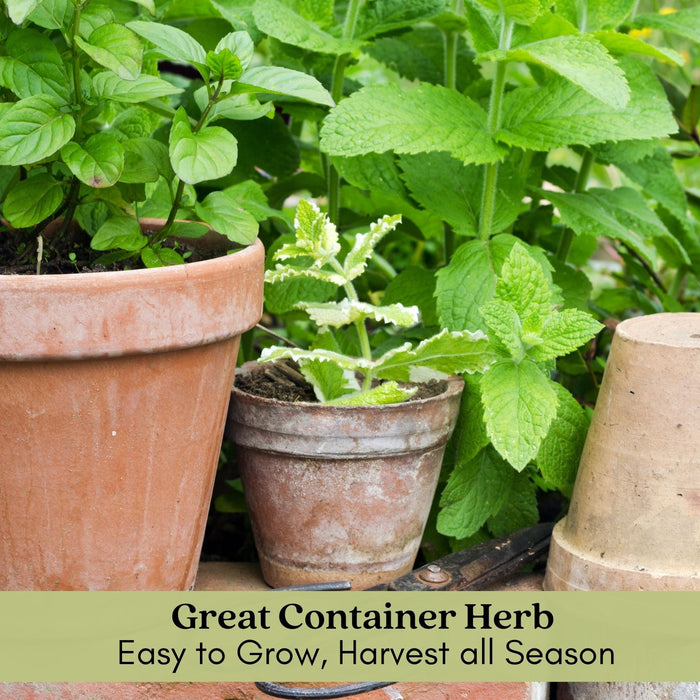 Apple Mint | Two Live Herb Plants | Non-GMO, Hardy, Easy to Grow