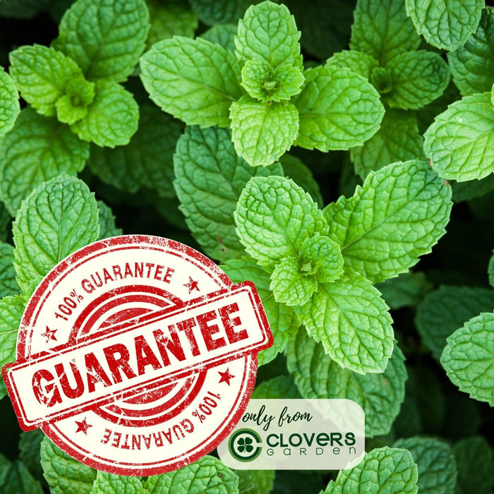 Apple Mint | Two Live Herb Plants | Non-GMO, Hardy, Easy to Grow