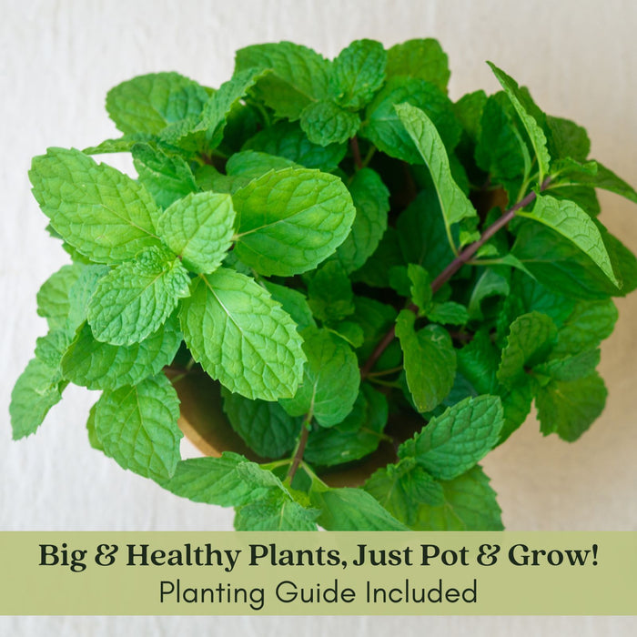 Spearmint Mint | Two Live Herb Plants | Non-GMO, Easy-Grower, Perennial in Most Zones