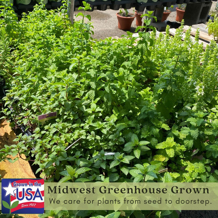 Chocolate Mint | Two Live Herb Plants | Non-GMO, Pollinator Favorite