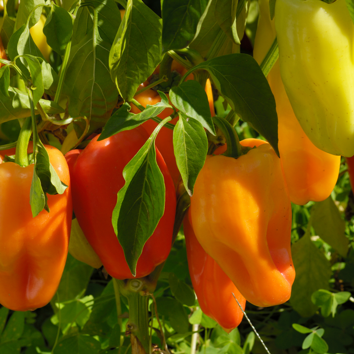 Gypsy Pepper | Two Live Pepper Plants | Non GMO, Sweet Elongated Shape, Large Fruits