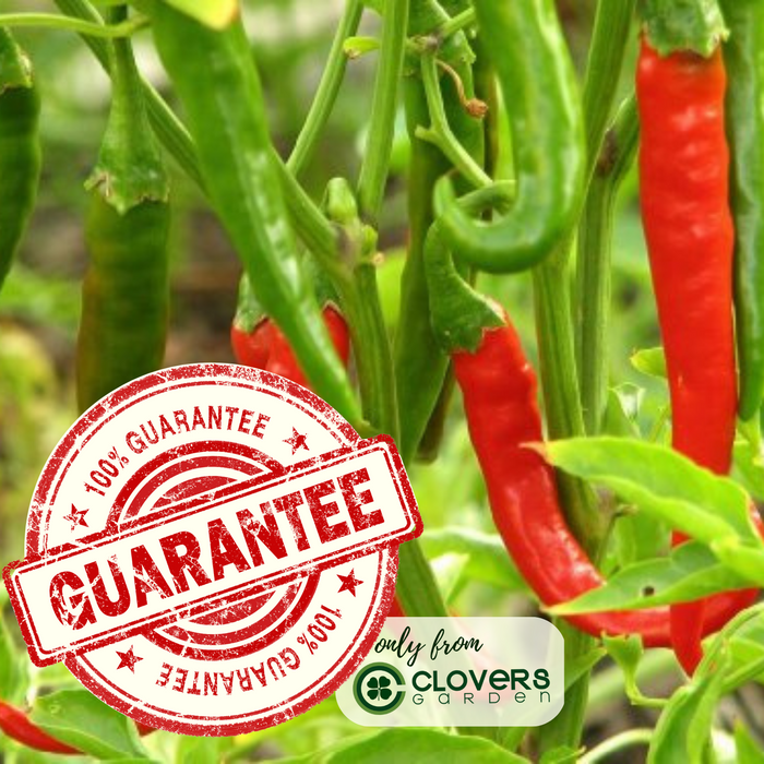 Cayenne Long Slim Pepper Plant | Two Live Garden Plants | Non-GMO, Medium Heat, Dries Well