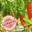 Lady Bell Red Pepper | Two Live Garden Plants | Non-GMO, Sweet, Ripens to Deep Red