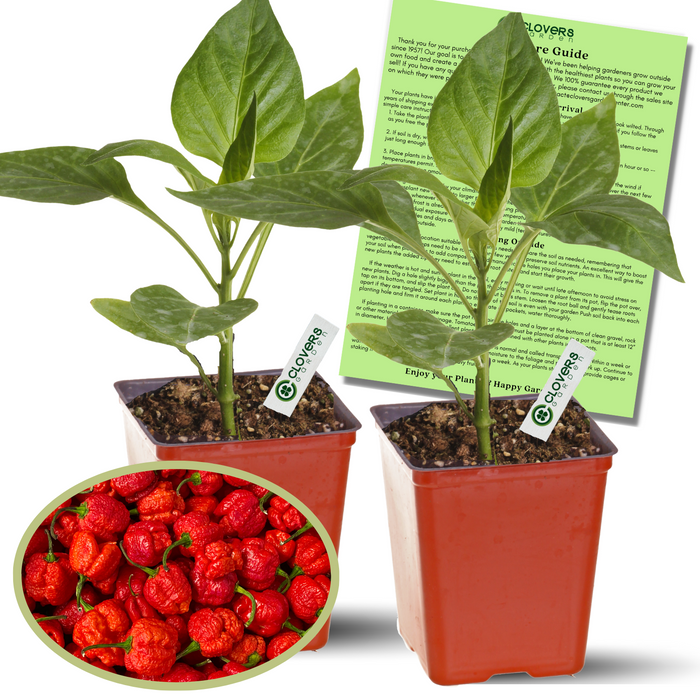 Carolina Reaper Hot Pepper Plants | Two Live Veggie Garden Plants | Non-GMO, World's Hottest Pepper!