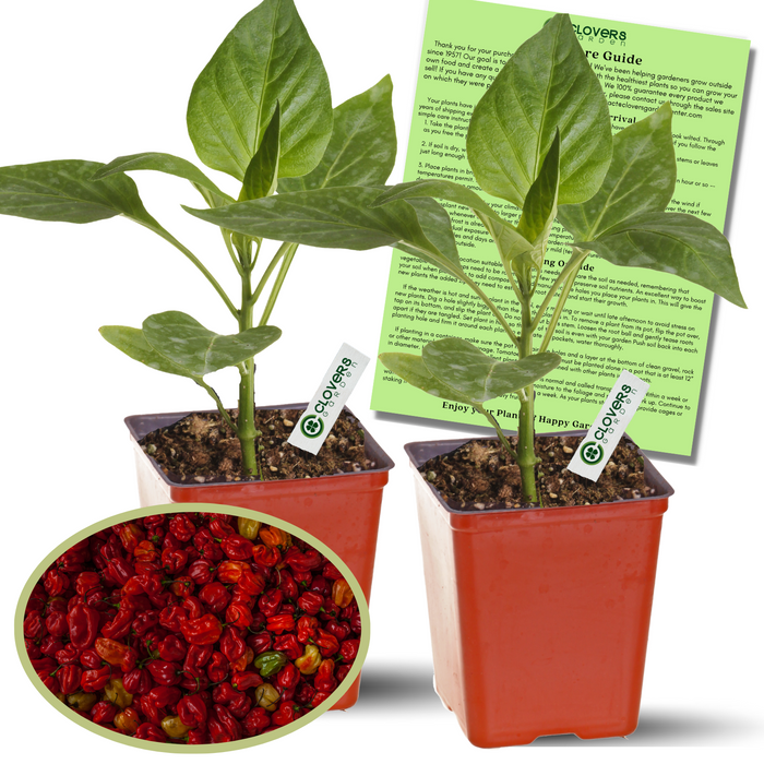 Trinidad Moruga Scorpion Hot Pepper | Two Live Garden Plants | Non-GMO, Super Hot, 2M SHU
