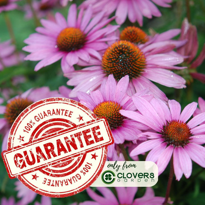 Coneflower (Echinacea Purpurea) Purple | Two Live Plants | Non-GMO, Hardy Flowering Perennial, Pollinator Favorite