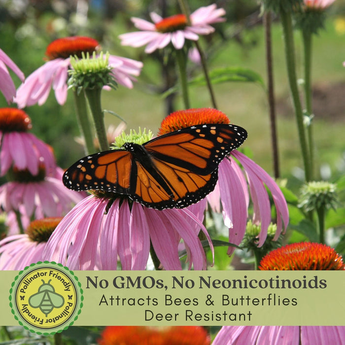 Coneflower (Echinacea Purpurea) Purple | Two Live Plants | Non-GMO, Hardy Flowering Perennial, Pollinator Favorite