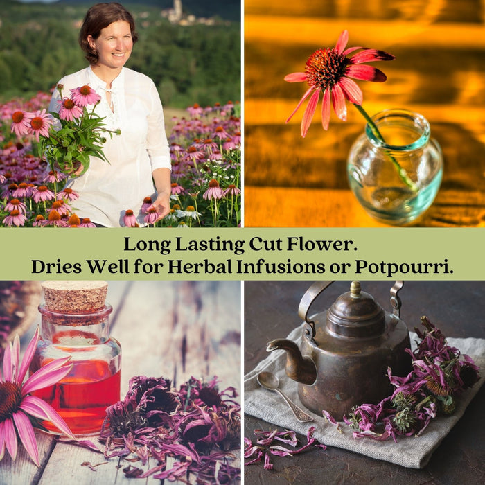 Coneflower (Echinacea Purpurea) Purple | Two Live Plants | Non-GMO, Hardy Flowering Perennial, Pollinator Favorite
