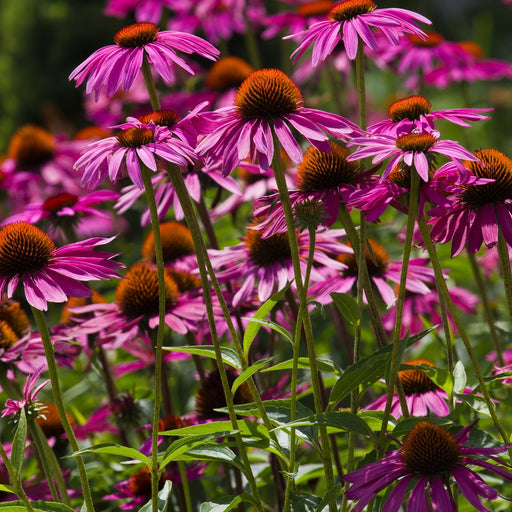 Coneflower (Echinacea Purpurea) Purple | Two Live Plants | Non-GMO, Hardy Flowering Perennial, Pollinator Favorite